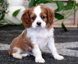 Cavalier King Charles Spaniel