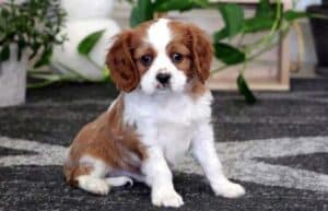 Cavalier King Charles Spaniel