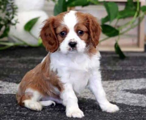 Cavalier King Charles Spaniel