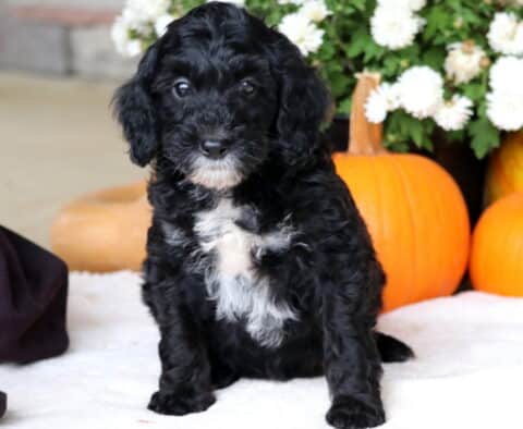 Champ Cockapoo