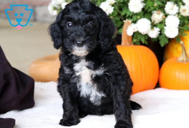 Champ Cockapoo image