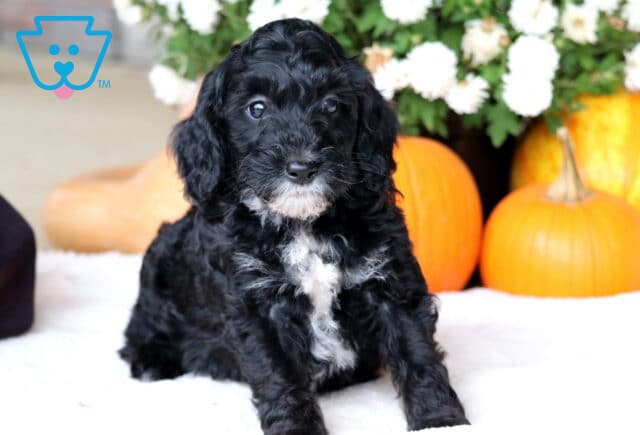 Champ Cockapoo2 image