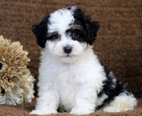 Chance Havapoo Chance Havapoo