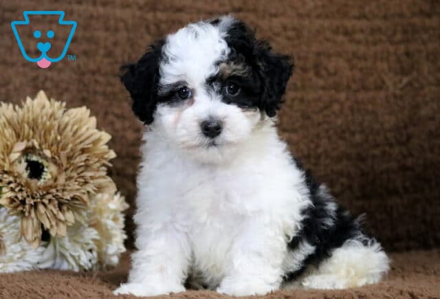 Chance Havapoo image