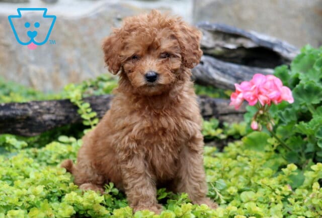 Chanel Mini Labradoode image