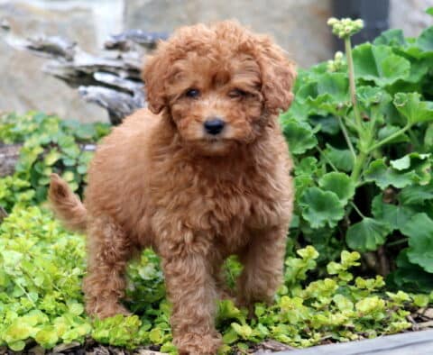 Chanel Mini Labradoode2