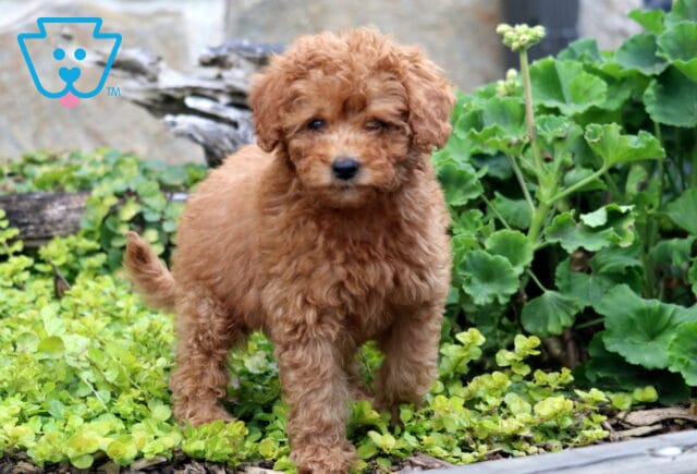 Chanel Mini Labradoode2 image