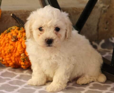 Charlie Bichon