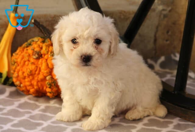 Fluffy white Bichon Frise puppy sitting on a gray patterned blanket beside a bumpy orange gourd and a rustic metal wheel, looking up with a gentle expression. image