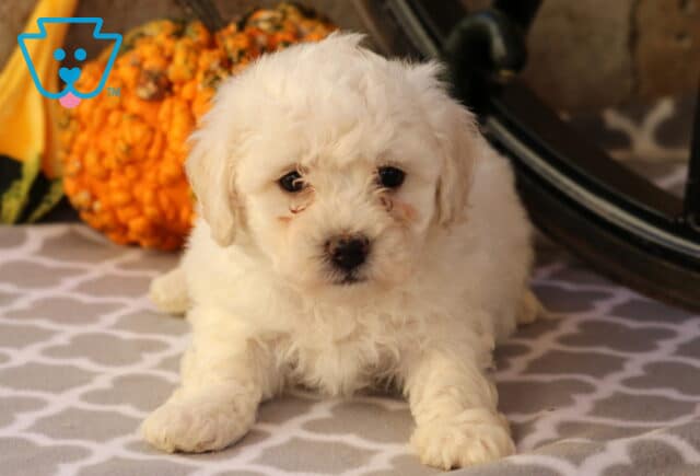 Cute white Bichon Frise puppy with soft curly fur lying on a gray patterned blanket beside a textured orange gourd, gazing sweetly at the camera. image