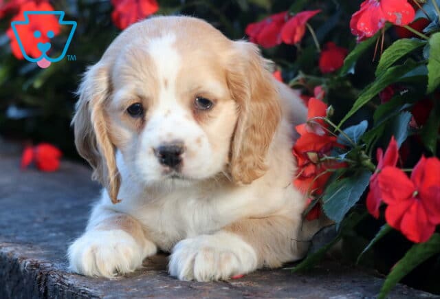 Cream and white Cocker Spaniel puppy with floppy tan ears lying on a stone ledge among bright red flowers, looking calm and gentle. image