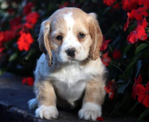 Cute cream and white Cocker Spaniel puppy with tan ears sitting on a stone ledge surrounded by vibrant red flowers, looking calm and gentle.