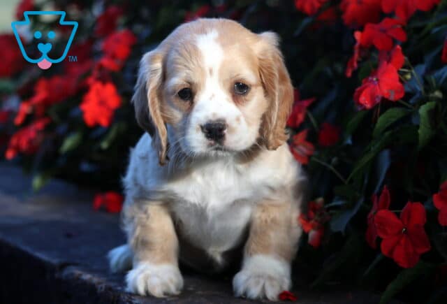 Cute cream and white Cocker Spaniel puppy with tan ears sitting on a stone ledge surrounded by vibrant red flowers, looking calm and gentle. image