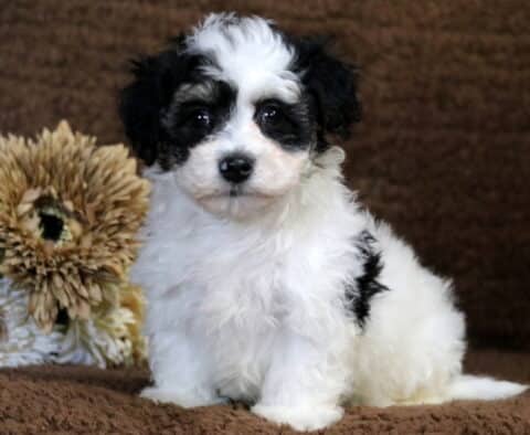 Charlie Havapoo Charlie Havapoo