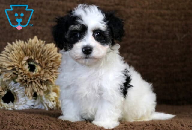 Charlie Havapoo image