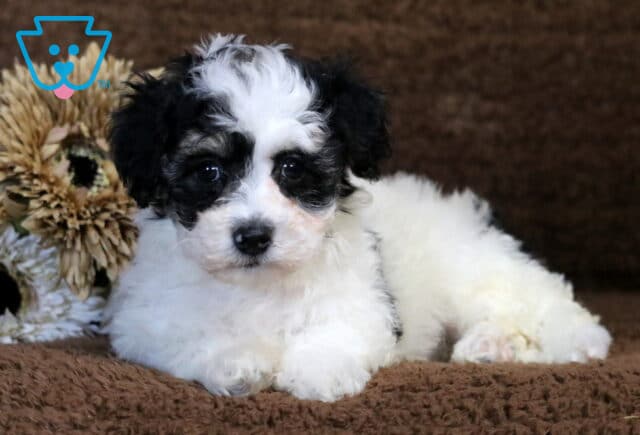 Charlie Havapoo2 image