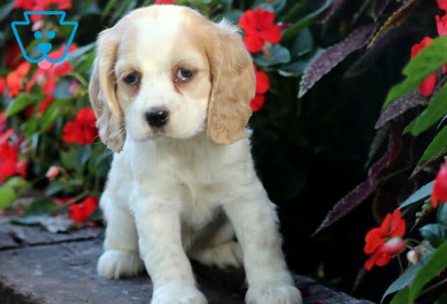 Adorable Cocker Spaniel puppy with cream and white fur sitting on a stone path in front of bright red flowers, looking sweet and gentle. image