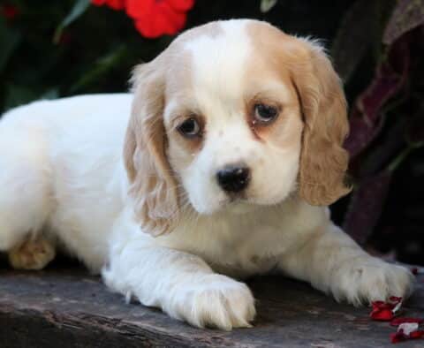 Sweet Cocker Spaniel puppy with cream and white fur lying down on a wooden surface with flower petals scattered around, gazing forward with soft, soulful eyes.