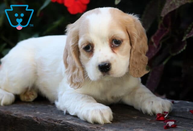 Sweet Cocker Spaniel puppy with cream and white fur lying down on a wooden surface with flower petals scattered around, gazing forward with soft, soulful eyes. image