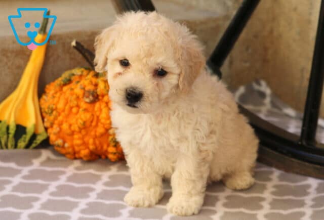 Adorable cream-colored Bichon Frise puppy sitting on a gray patterned blanket beside a yellow and orange gourd, looking sweetly at the camera. image