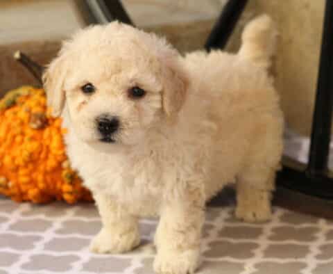 Chase Bichon2