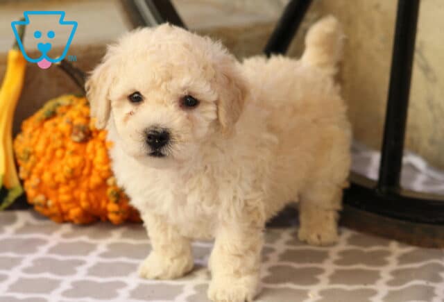 Curly cream-colored Bichon Frise puppy standing on a gray patterned blanket beside a textured orange gourd, looking curious with its tail raised. image