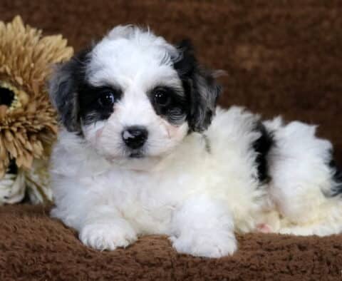 Chase Havapoo2 Chase Havapoo2