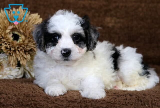 Chase Havapoo2 image