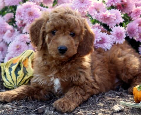 Fluffy Mini Goldendoodle puppy with a rich red coat and small white chest patch lying on mulch between colorful gourds, surrounded by bright pink flowers in full bloom.