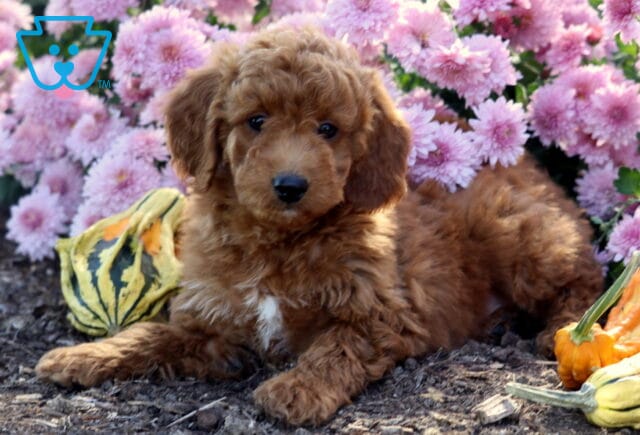 Fluffy Mini Goldendoodle puppy with a rich red coat and small white chest patch lying on mulch between colorful gourds, surrounded by bright pink flowers in full bloom. image