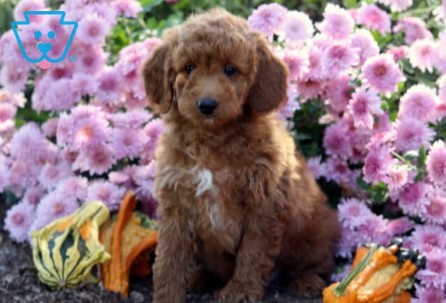 Charming Mini Goldendoodle puppy with a curly reddish coat and a small white chest marking sitting on mulch surrounded by pink flowers and colorful gourds. image
