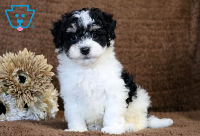 Checkers Havapoo image