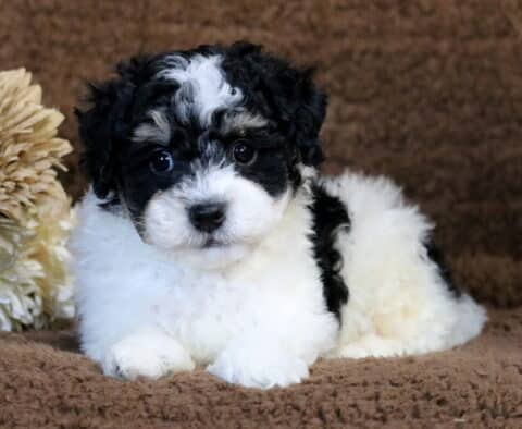 Checkers Havapoo2 Checkers Havapoo2