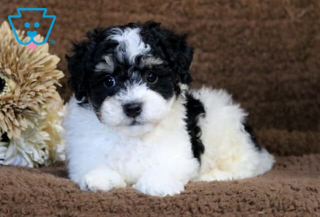 Checkers Havapoo2 image