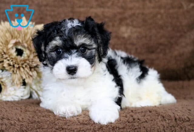 Cheerio Havapo2 image