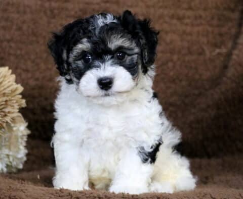 Cheerio Havapoo Cheerio Havapoo