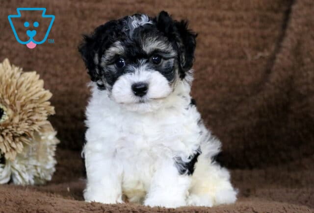 Cheerio Havapoo image