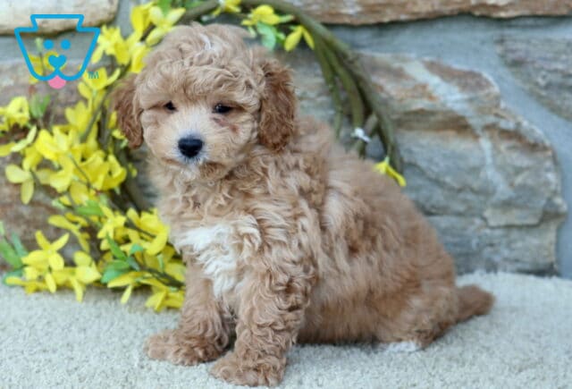 Cheerio Poodle Mix image
