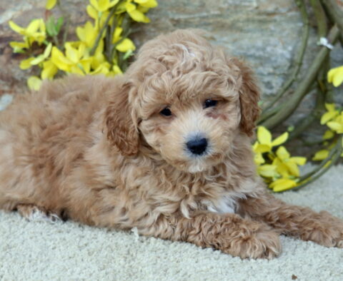 Cheerio Poodle Mix2 Cheerio Poodle Mix2