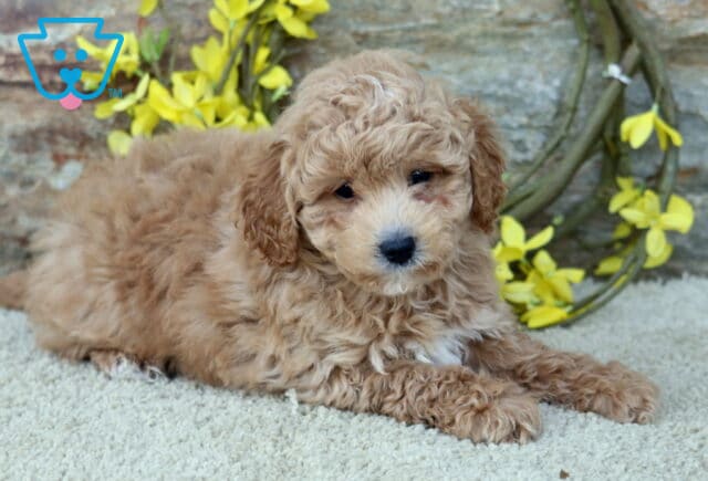 Cheerio Poodle Mix2 image
