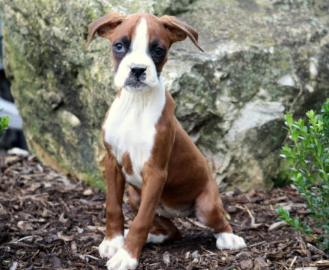 Brown and white Boxer puppy with a white blaze on its face sitting on mulch in front of a large rock, looking curious and attentive.