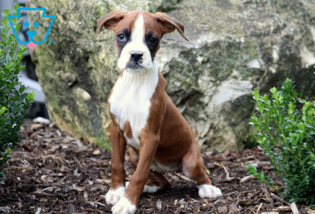 Brown and white Boxer puppy with a white blaze on its face sitting on mulch in front of a large rock, looking curious and attentive. image