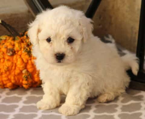 Chex Bichon
