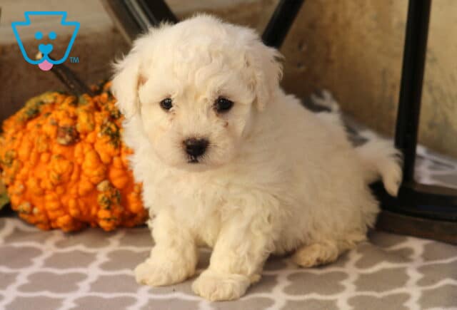 Chex Bichon image