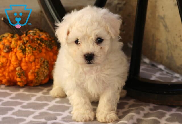 Chex Bichon2 image