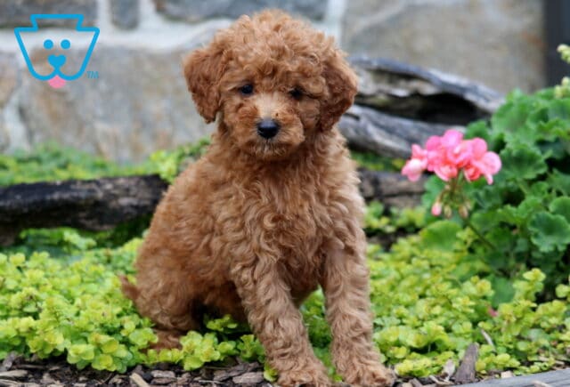 Chief Mini Labradoodle image