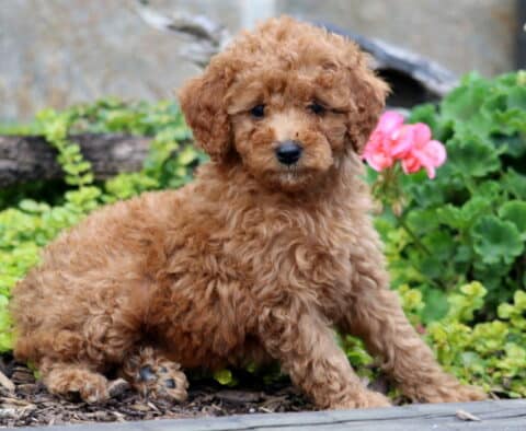 Chief Mini Labradoodle2