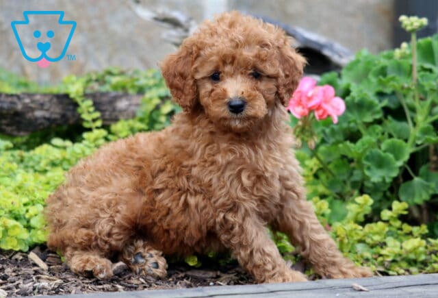 Chief Mini Labradoodle2 image