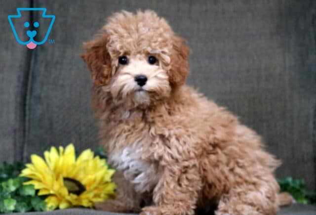 Adorable apricot Bichpoo puppy with a fluffy curly coat sitting on a green background beside a bright yellow sunflower, looking softly at the camera. image