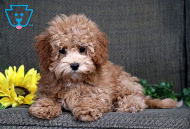 Fluffy apricot Bichpoo puppy lying on a green couch with a yellow sunflower beside it, gazing up with dark round eyes. image